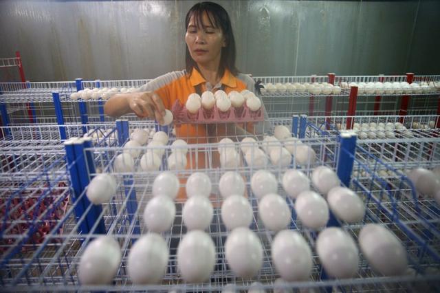 鳄鱼养殖场一般养的是什么鳄鱼，鳄鱼养殖基地成“打卡地”特色产业“催热”乡村游