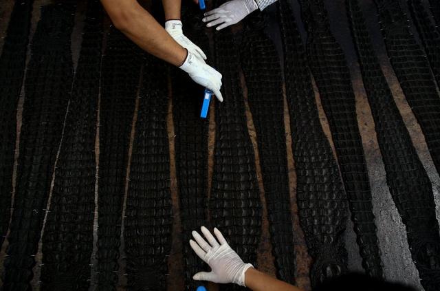 鳄鱼养殖场一般养的是什么鳄鱼，鳄鱼养殖基地成“打卡地”特色产业“催热”乡村游