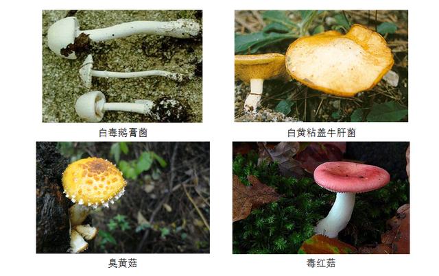 有哪些食用菌和毒菌，颜色朴素的蘑菇没有毒？不可信
