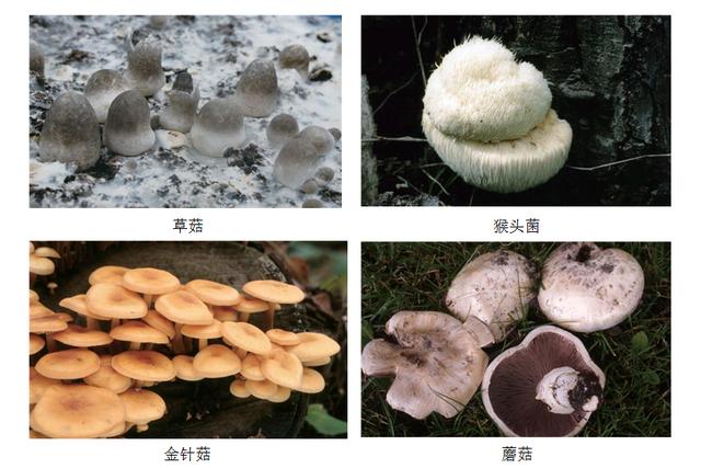 有哪些食用菌和毒菌，颜色朴素的蘑菇没有毒？不可信