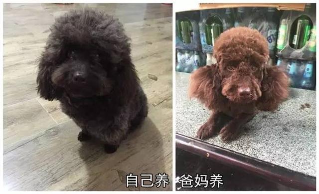 狗狗有这些表现是被主人养熟了，一只狗真正被你“养熟”了