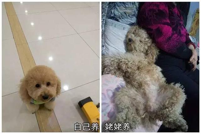 狗狗有这些表现是被主人养熟了，一只狗真正被你“养熟”了