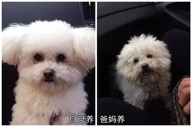 狗狗有这些表现是被主人养熟了，一只狗真正被你“养熟”了