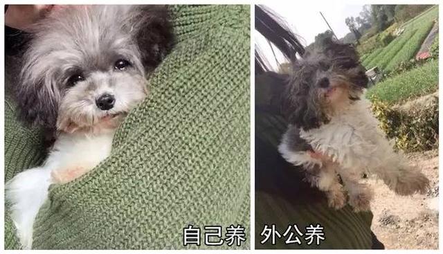 狗狗有这些表现是被主人养熟了，一只狗真正被你“养熟”了