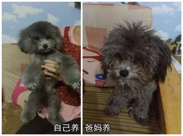 狗狗有这些表现是被主人养熟了，一只狗真正被你“养熟”了