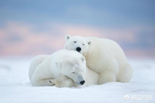 北极熊冬眠吗北极熊冬眠生小熊