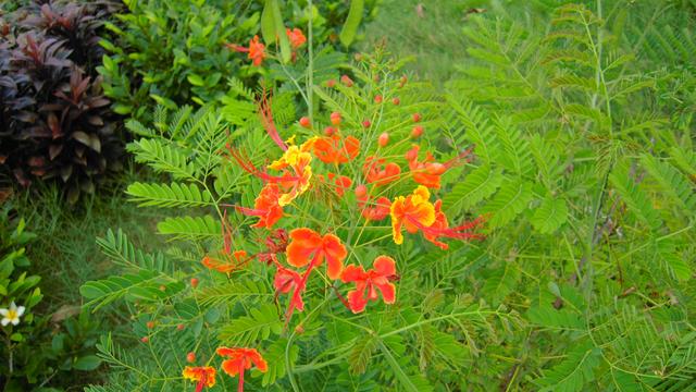 深圳红树林海滨公园，深圳情侣约会5大圣地