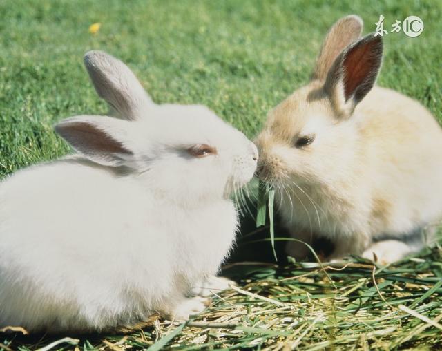 兔宝宝几月出生最好命，几月生的兔宝宝命最好（生肖兔最好的出生月份）