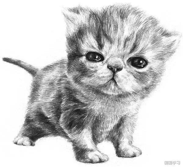 小猫素描简单画法，动物素描入门基础训练