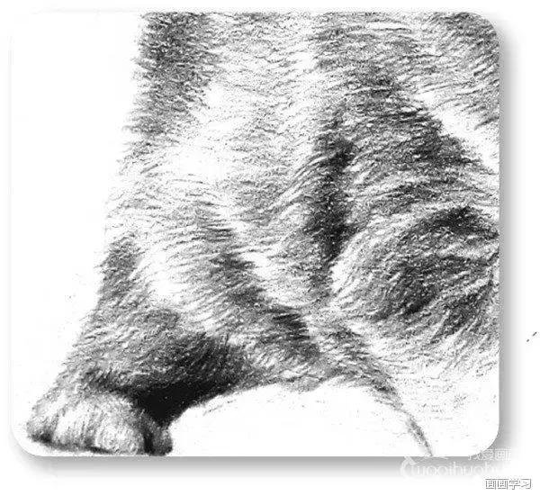 小猫素描简单画法，动物素描入门基础训练