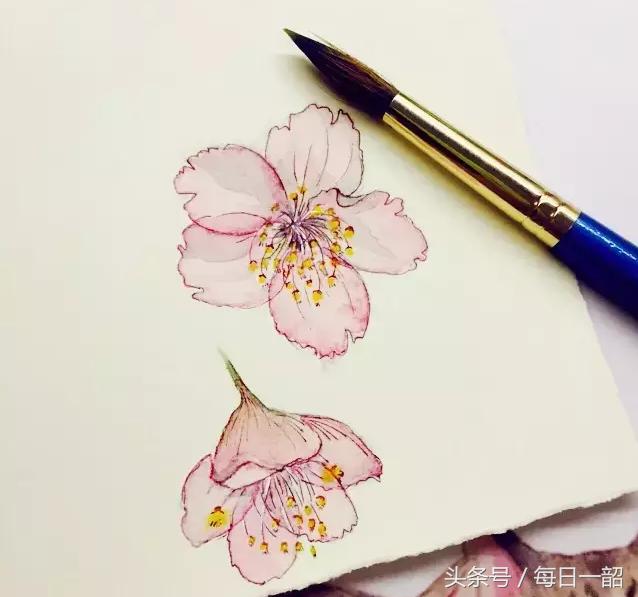 简单画樱花画法，樱花那么美，你想画吗