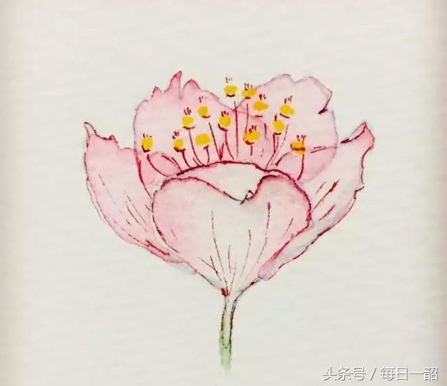 简单画樱花画法，樱花那么美，你想画吗
