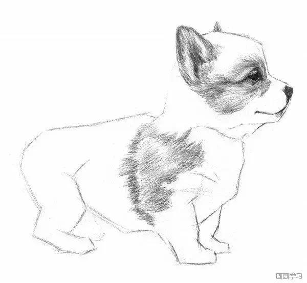 小猫素描简单画法，动物素描入门基础训练
