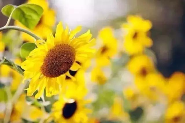 早安美图170720：给心直口快，嘴狠心软的人