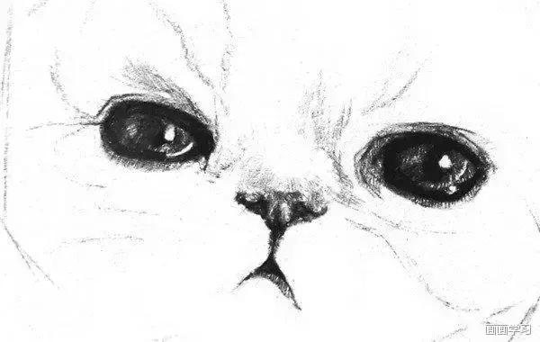 小猫素描简单画法，动物素描入门基础训练
