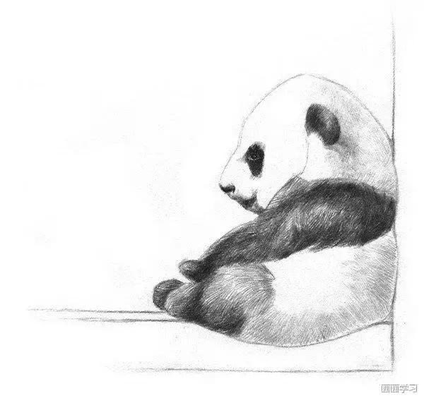 小猫素描简单画法，动物素描入门基础训练