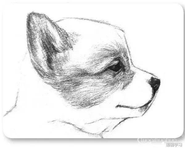 小猫素描简单画法，动物素描入门基础训练