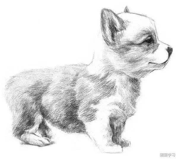 小猫素描简单画法，动物素描入门基础训练