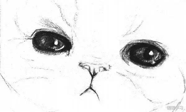 小猫素描简单画法，动物素描入门基础训练
