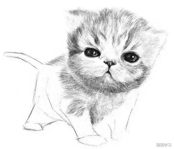 小猫素描简单画法，动物素描入门基础训练