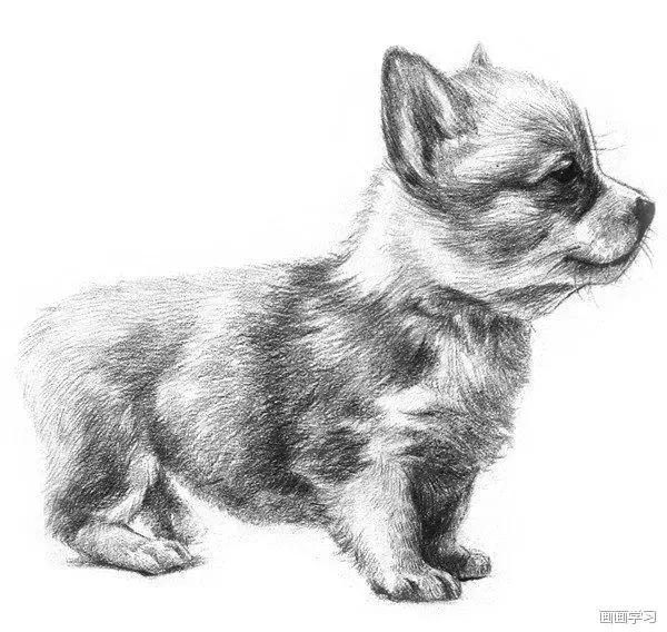 小猫素描简单画法，动物素描入门基础训练