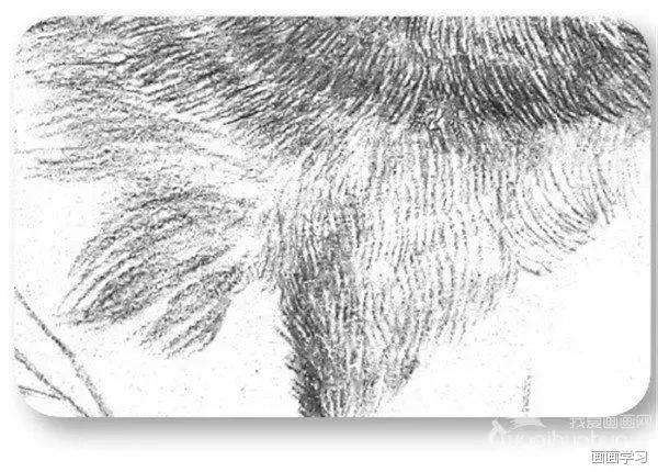 小猫素描简单画法，动物素描入门基础训练