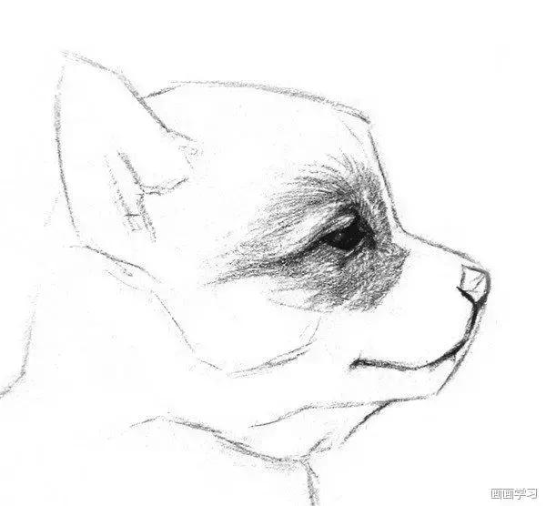 小猫素描简单画法，动物素描入门基础训练