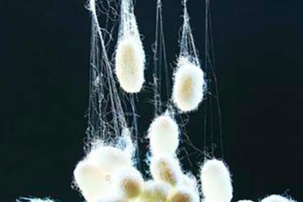 农村最难得一见的虫子，让农民头疼的大虫子