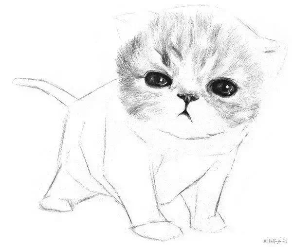 小猫素描简单画法，动物素描入门基础训练