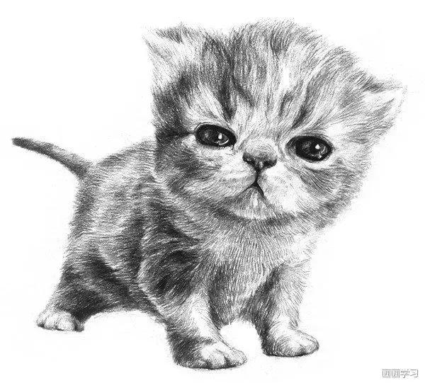 小猫素描简单画法，动物素描入门基础训练