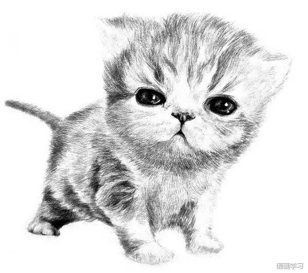 小猫素描简单画法，动物素描入门基础训练