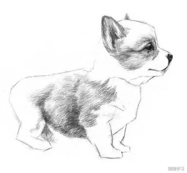 小猫素描简单画法，动物素描入门基础训练