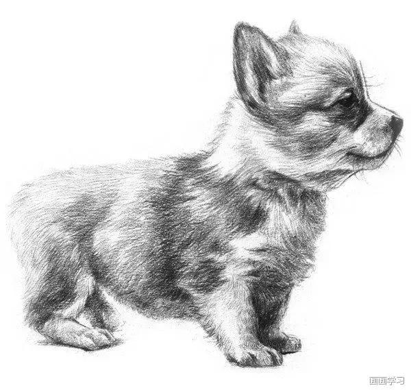 小猫素描简单画法，动物素描入门基础训练