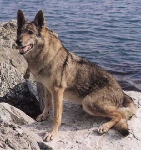 肥胖黑狼犬(黑狼犬瘦)