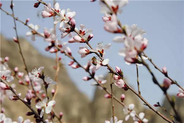 北京野三坡风景区介绍，-野三坡百里峡开山节