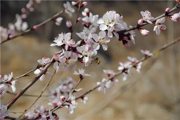 北京野三坡风景区介绍，-野三坡百里峡开山节