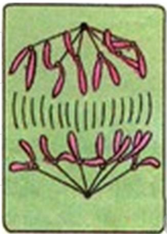 如何辨别有丝分裂时期，有丝分裂都经历了哪些事儿