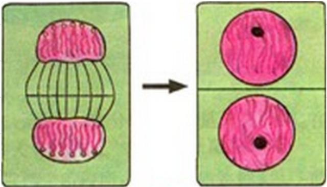 如何辨别有丝分裂时期，有丝分裂都经历了哪些事儿
