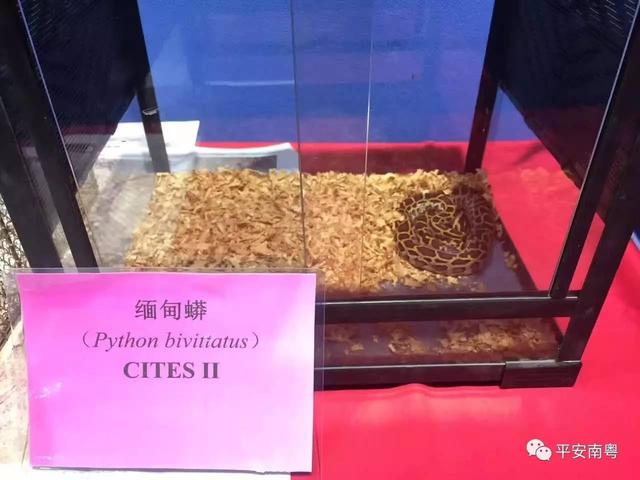 野生动物有哪些，六种野生动物（这些野生动物你们都见过么）