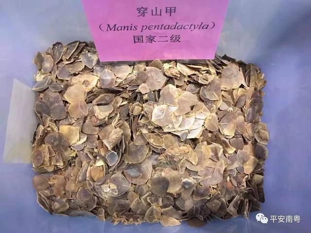 野生动物有哪些，六种野生动物（这些野生动物你们都见过么）