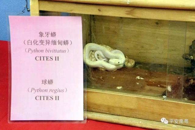 野生动物有哪些，六种野生动物（这些野生动物你们都见过么）