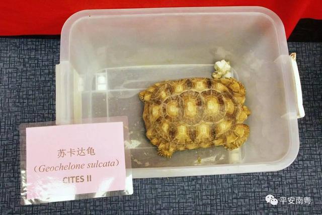 野生动物有哪些，六种野生动物（这些野生动物你们都见过么）