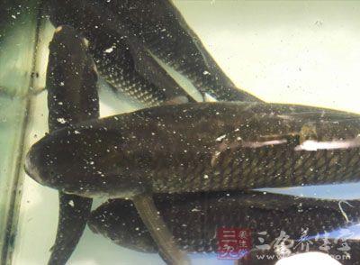 产妇催乳食谱推荐，适宜哺乳妈妈的5款催乳食谱