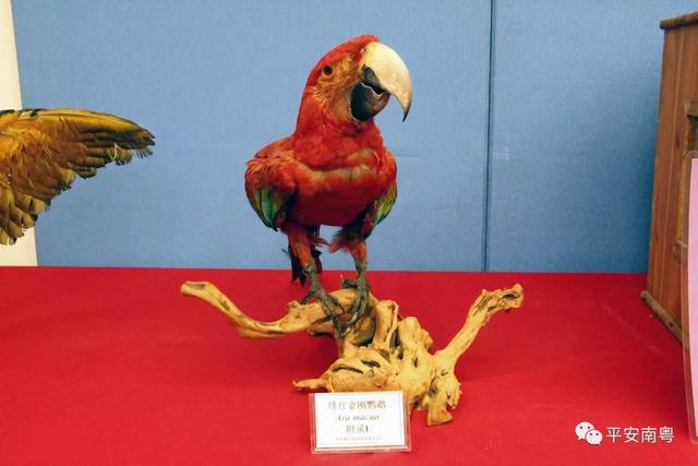 野生动物有哪些，六种野生动物（这些野生动物你们都见过么）