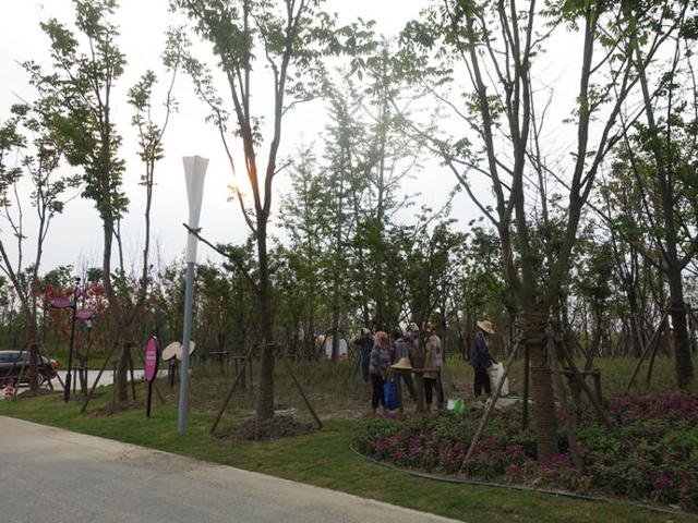 上海浦江郊野公园美如画，浦江郊野公园姹紫嫣红……