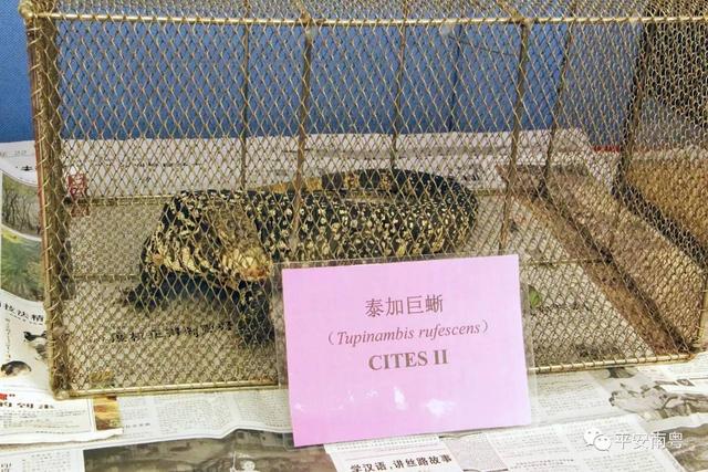 野生动物有哪些，六种野生动物（这些野生动物你们都见过么）