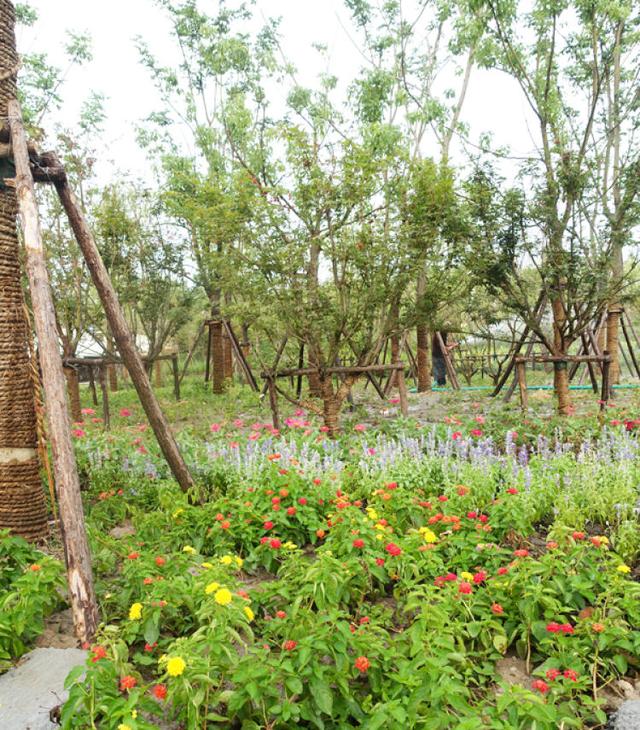 上海浦江郊野公园美如画，浦江郊野公园姹紫嫣红……