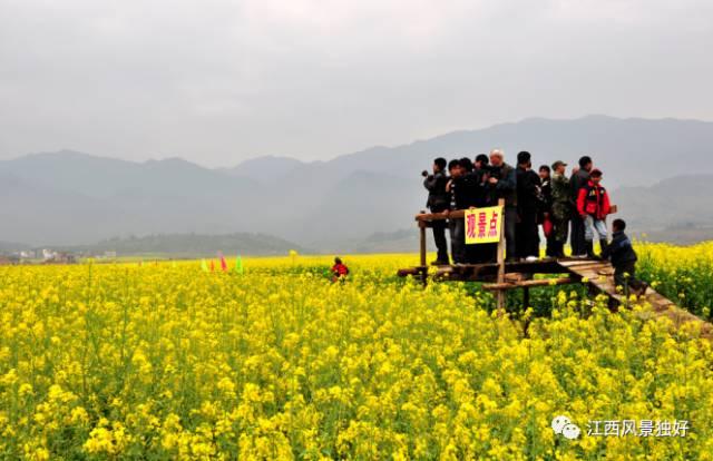 江西赏樱花风景区，走遍江西100县莲花县