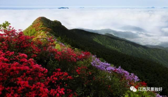 江西赏樱花风景区，走遍江西100县莲花县