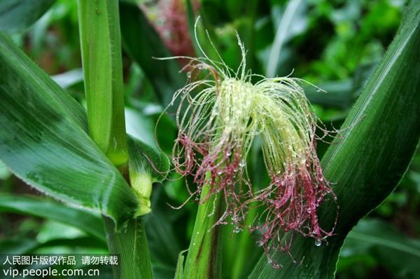 肥胖夏季浮肿(胖人浮肿)